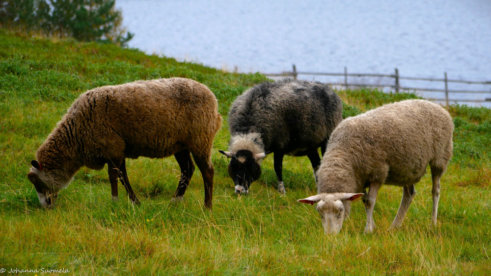 Kolme lammasta syö ruohoa.